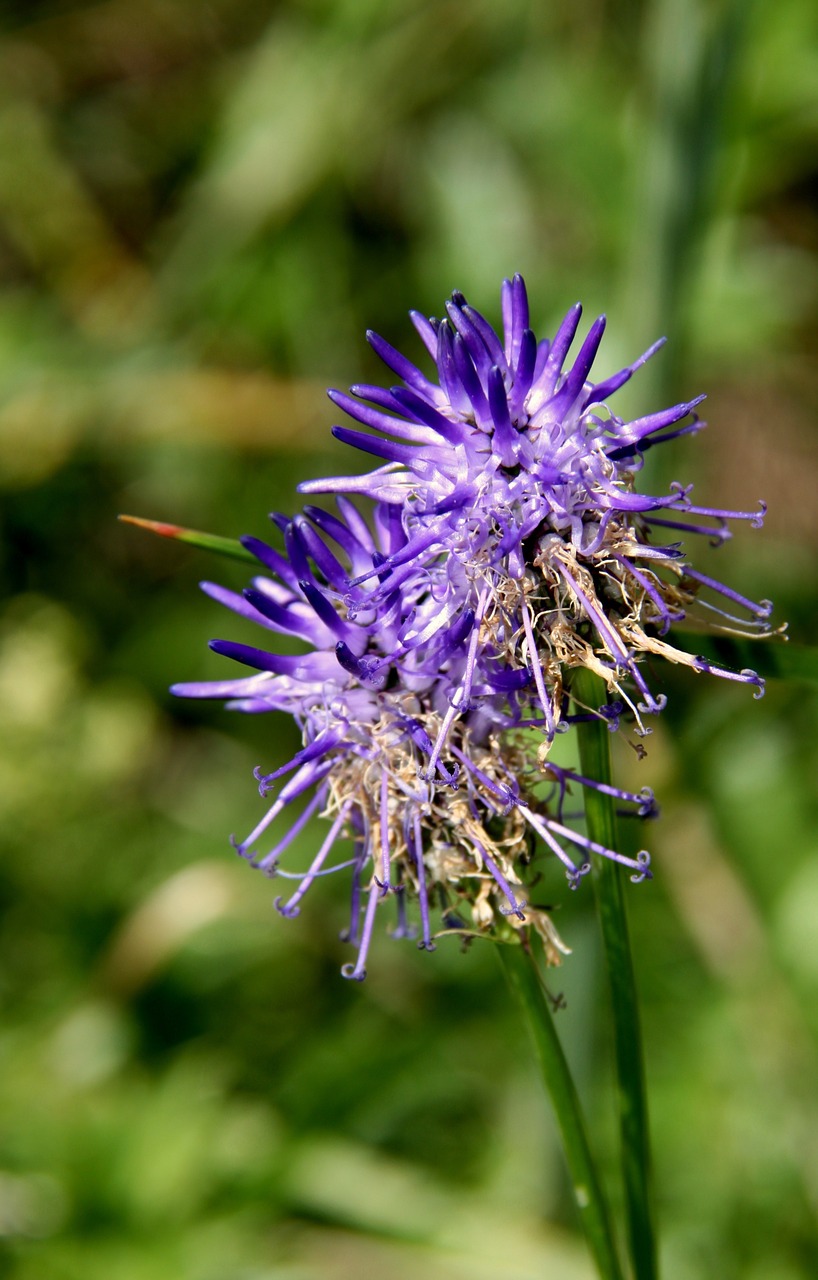 Gėlė, Violetinė, Augalai, Nemokamos Nuotraukos,  Nemokama Licenzija