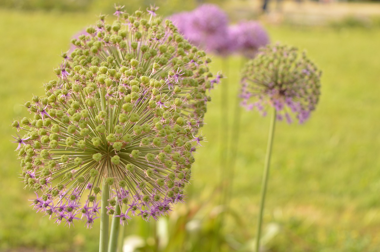 Gėlė, Violetinė, Makro, Vasara, Violetinė, Nemokamos Nuotraukos,  Nemokama Licenzija