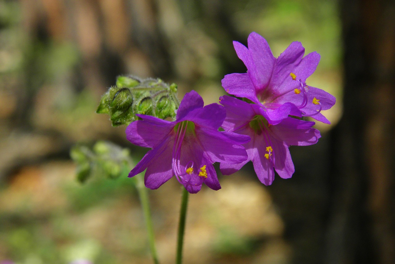 Gėlė, Violetinė, Purpurinė Gėlė, Gamta, Pavasaris, Vasara, Augalas, Sodas, Lapai, Žydėti