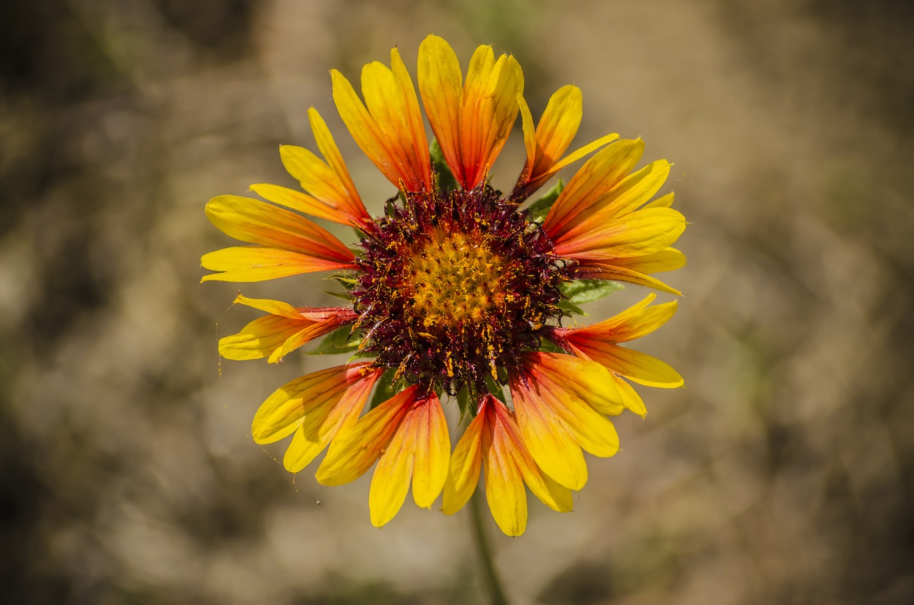 Gėlė, Pavasaris, Pavasario Gėlė, Saulės Šviesa, Geltona, Geltona Gėlė, Gamta, Oranžinė, Wildflower, Nemokamos Nuotraukos