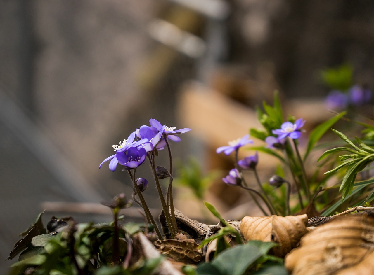 Gėlė, Miškas, Gamta, Miško Paklotė, Žiedas, Žydėti, Augalas, Hepatica, Uždaryti, Violetinė