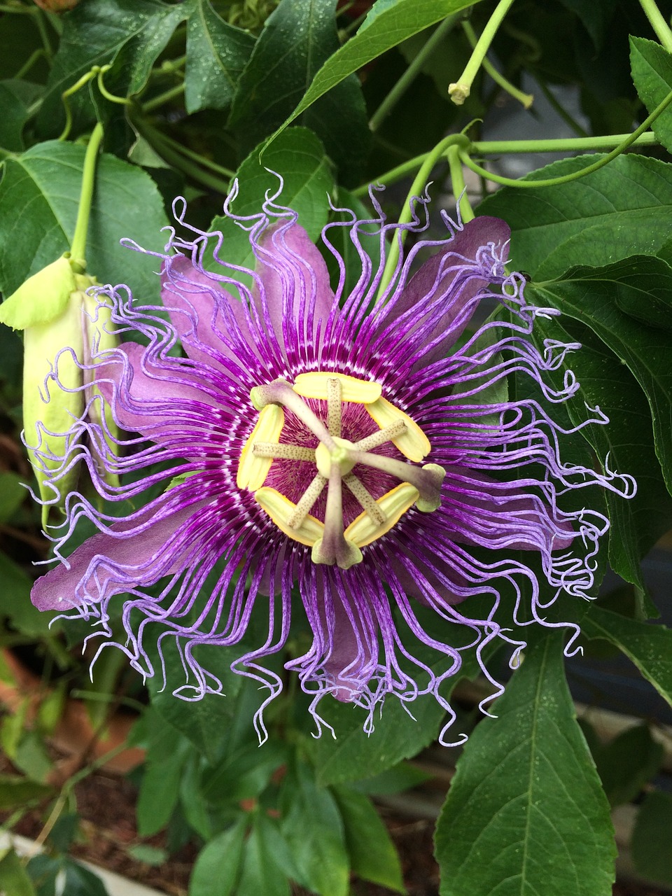 Gėlė, Violetinė, Pasiflora Caerulea, Aistra, Geltona, Gėlių, Sodas, Žydėti, Nemokamos Nuotraukos,  Nemokama Licenzija