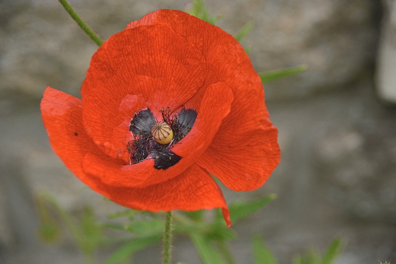 Gėlė, Flora, Aguona, Botanika, Žiedlapiai, Laukinė Gėlė, Šalis, Nemokamos Nuotraukos,  Nemokama Licenzija