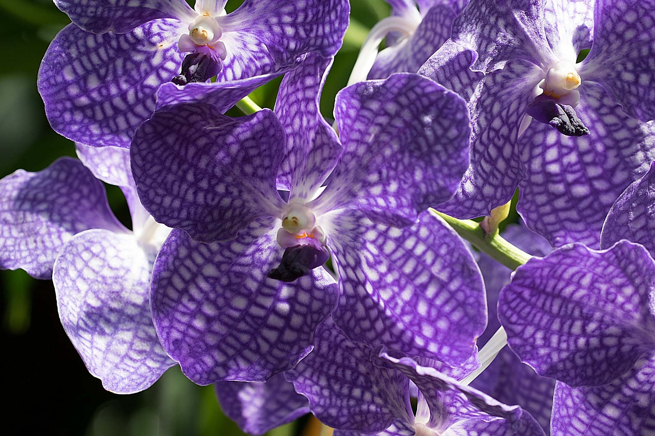 Gėlė, Žiedas, Žydėti, Orchidėja, Nemokamos Nuotraukos,  Nemokama Licenzija