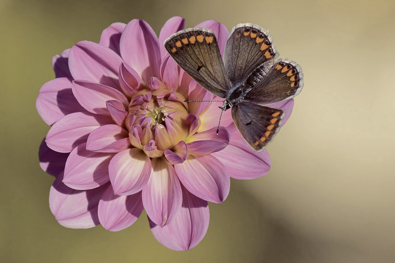 Gėlė, Žiedas, Žydėti, Dahlia, Drugelis, Vabzdys, Augalas, Gamta, Nemokamos Nuotraukos,  Nemokama Licenzija