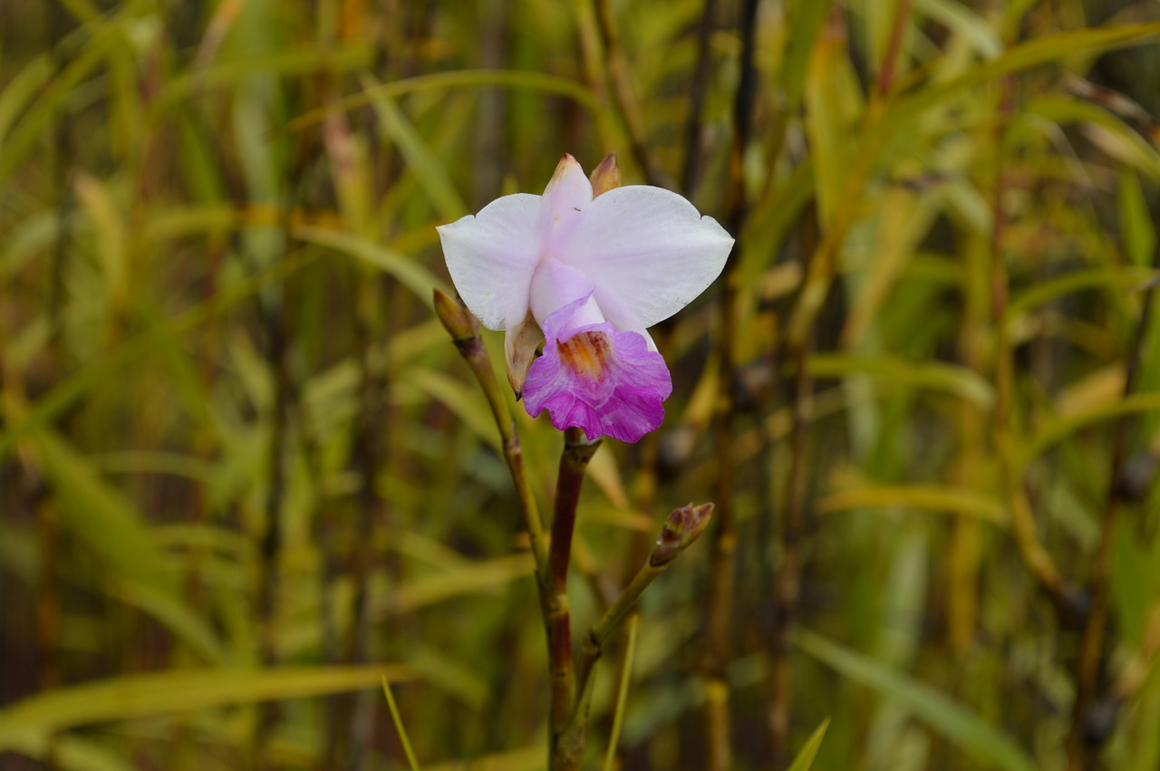 Gėlė, Orchidėja, Hawaii, Augalas, Žiedas, Žiedlapis, Botanikos, Nemokamos Nuotraukos,  Nemokama Licenzija