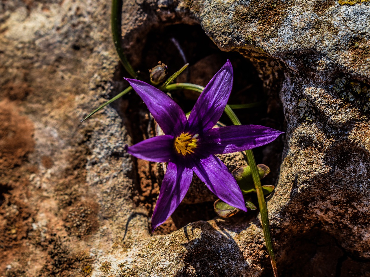 Gėlė, Wildflower, Violetinė, Rokas, Žydėti, Žiedas, Žiedlapis, Flora, Kipras, Nemokamos Nuotraukos