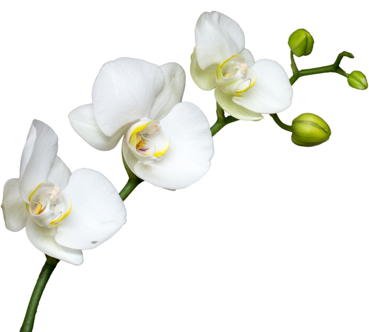Gėlė, Balta Gėlė, Makro, Orchidėja, Žydėti, Nemokamos Nuotraukos,  Nemokama Licenzija
