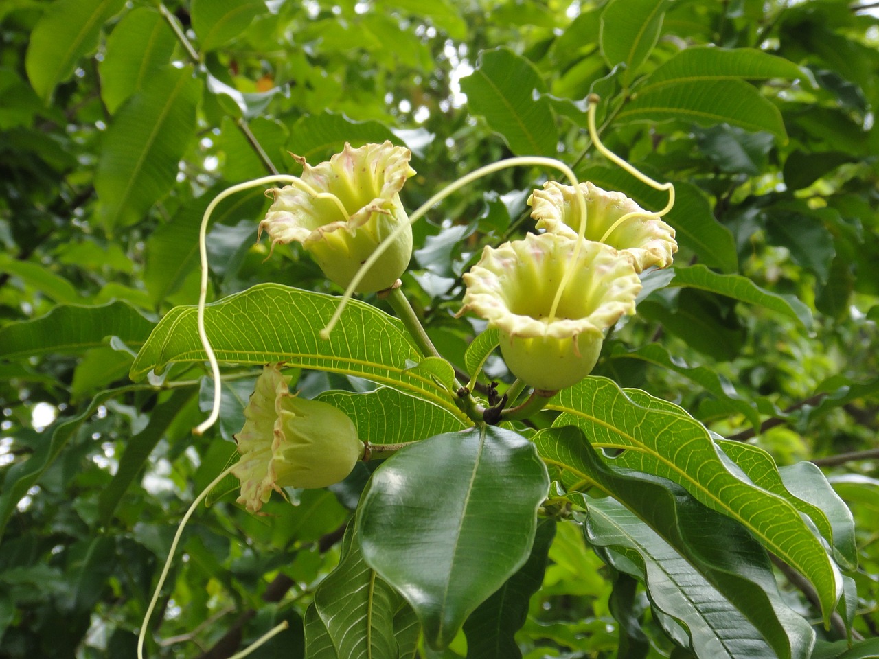 Gėlė, Foxglove, Medžiai, Parkas, Nemokamos Nuotraukos,  Nemokama Licenzija