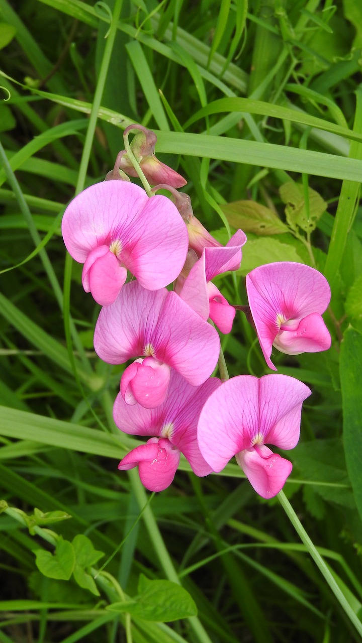 Gėlė, Fabaceae, Rožinė Gėlė, Nemokamos Nuotraukos,  Nemokama Licenzija