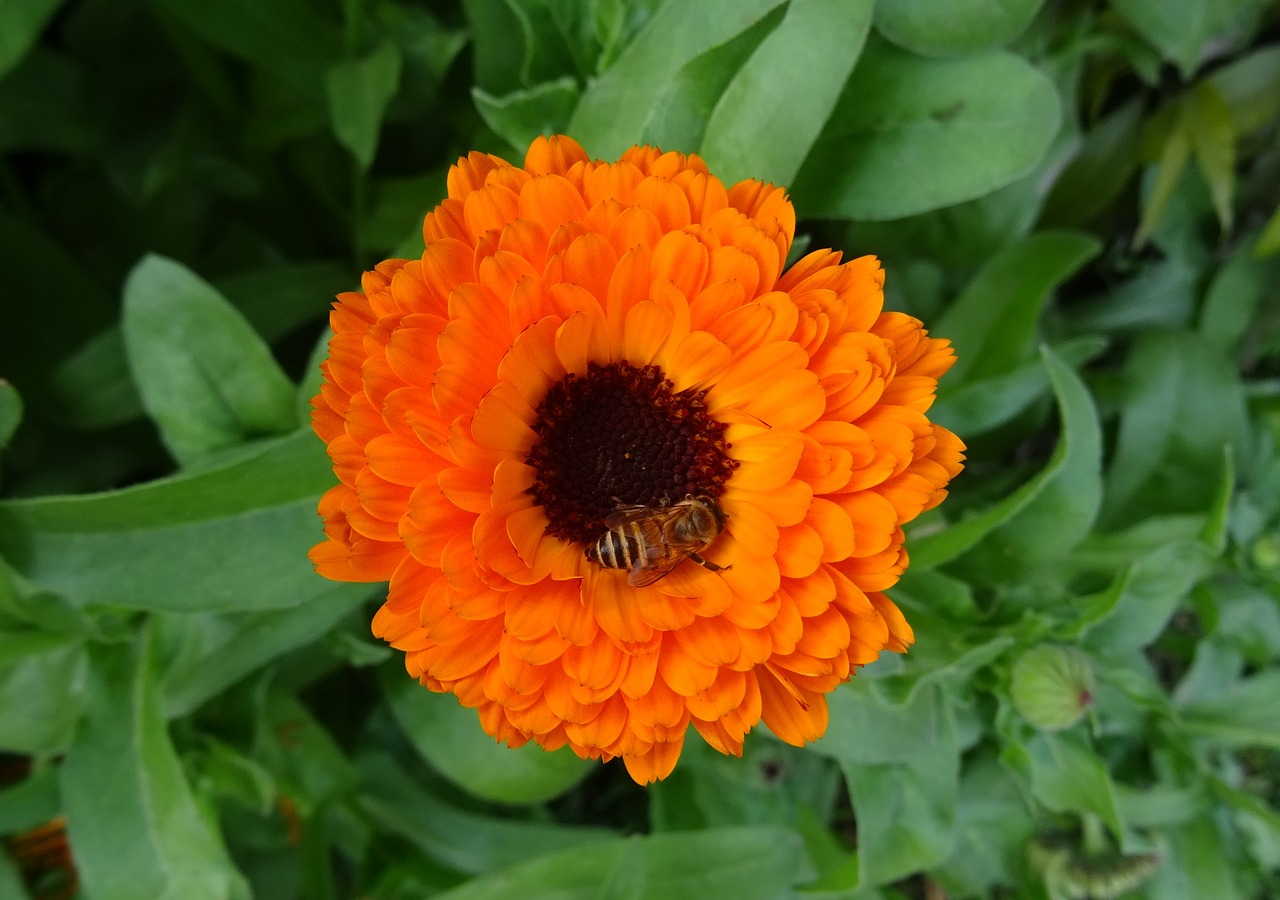 Gėlė, Kalendra, Puodynėliukai, Anglų Marigold, Genda, Calendula Officinalis, Asteraceae, Delhi, Indija, Nemokamos Nuotraukos