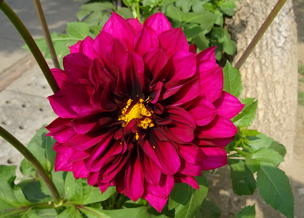 Gėlė, Dahlia, Dekoratyviniai Dahlia, Asteraceae, Delhi, Indija, Nemokamos Nuotraukos,  Nemokama Licenzija
