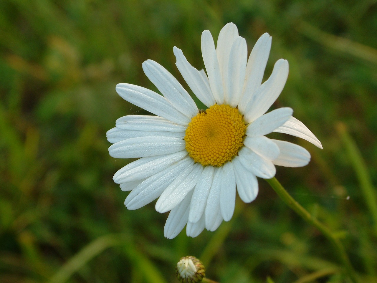 Gėlė, Marguerite, Pavasaris, Nemokamos Nuotraukos,  Nemokama Licenzija