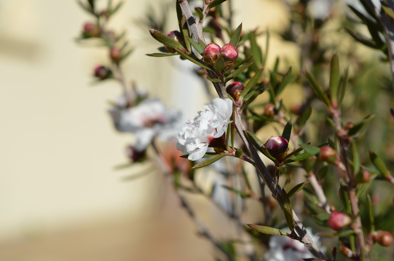 Gėlė, Leptospermum, Balta, Rožinis, Sodas, Gamta, Augalas, Nemokamos Nuotraukos,  Nemokama Licenzija