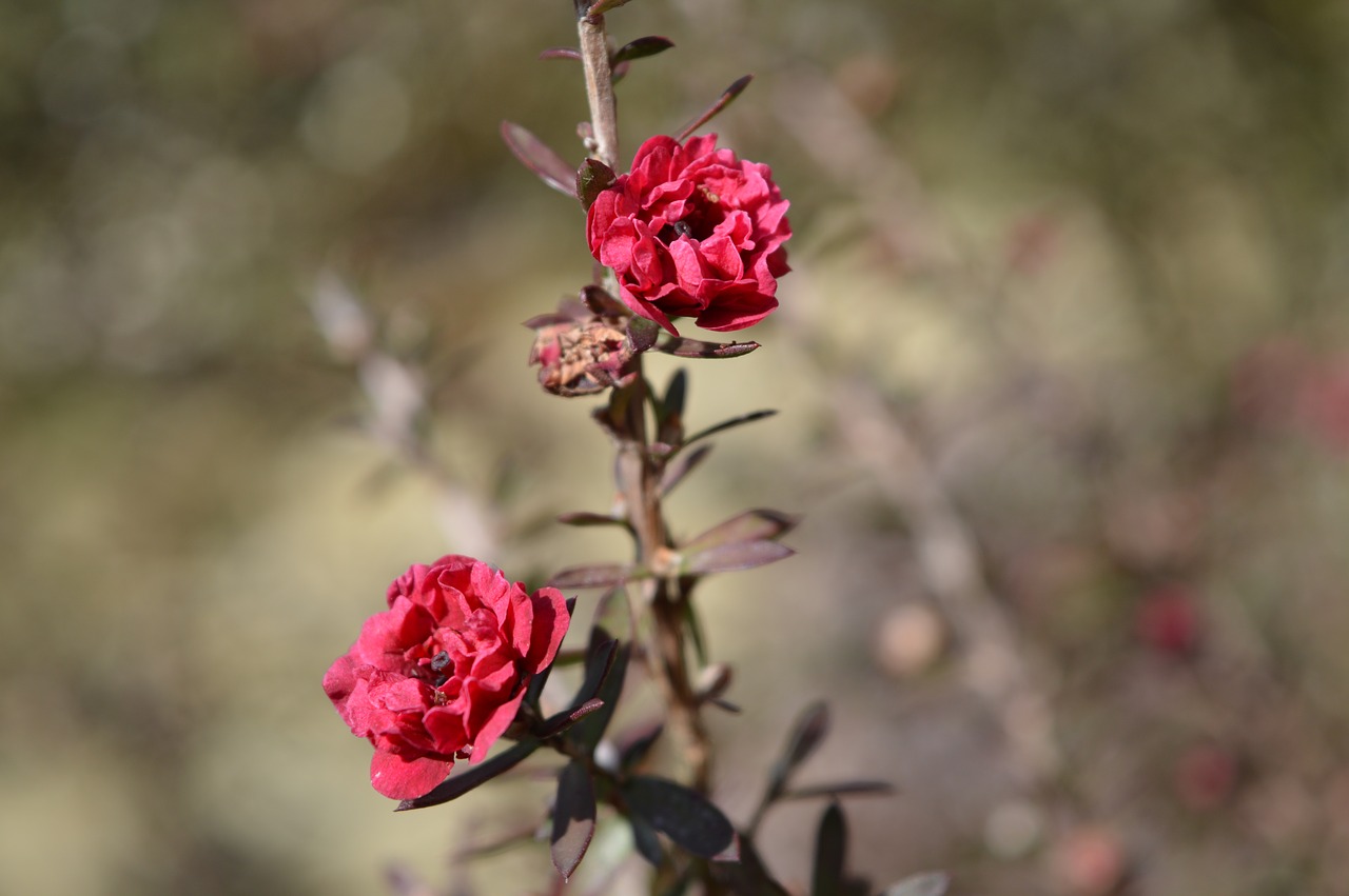 Gėlė, Rožinis, Raudona, Leptospermum, Sodas, Pavasaris, Gamta, Nemokamos Nuotraukos,  Nemokama Licenzija