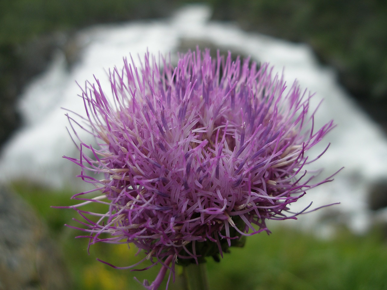 Gėlė, Žiedas, Žydėti, Violetinė, Norvegija, Augalas, Nemokamos Nuotraukos,  Nemokama Licenzija