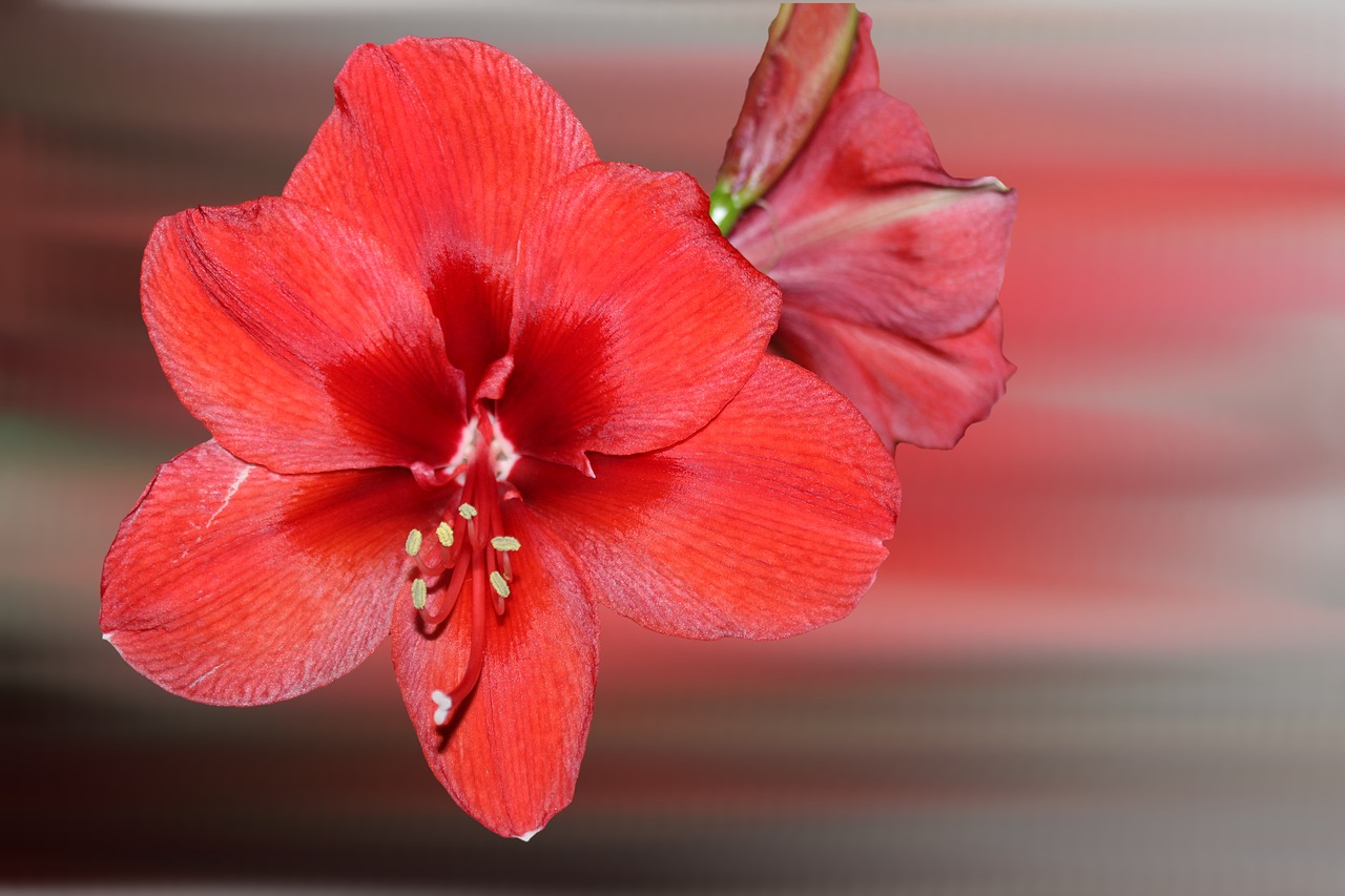 Gėlė, Žiedas, Žydėti, Amaryllis, Raudona, Žiemos Gėlė, Nemokamos Nuotraukos,  Nemokama Licenzija