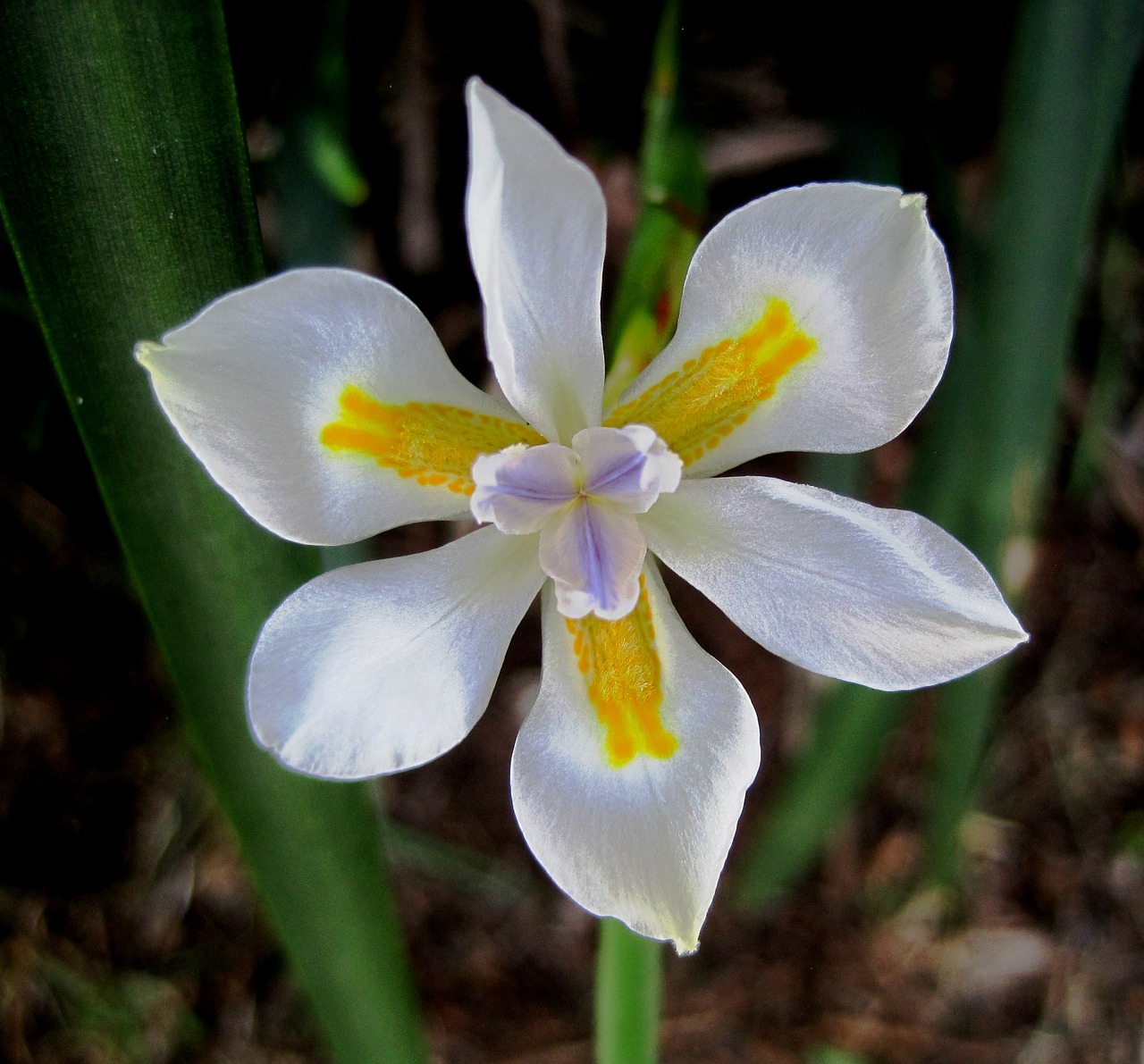 Gėlė, Žydėti, Iris, Laukiniai, Mažas, Balta, Grynas, Ženklinimas, Geltona, Alyva