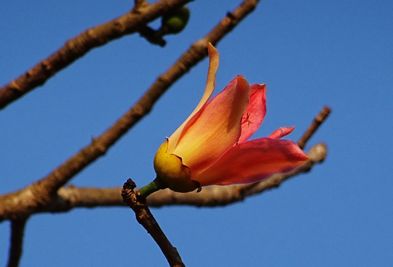 Gėlė, Shimul, Bombax Ceiba, Medvilnės Medis, Raudona Šilko Medvilnė, Raudonas Medvilninis Medis, Šilko Medvilnė, Kapok, Ceiba Pentandra, Bombacaceae