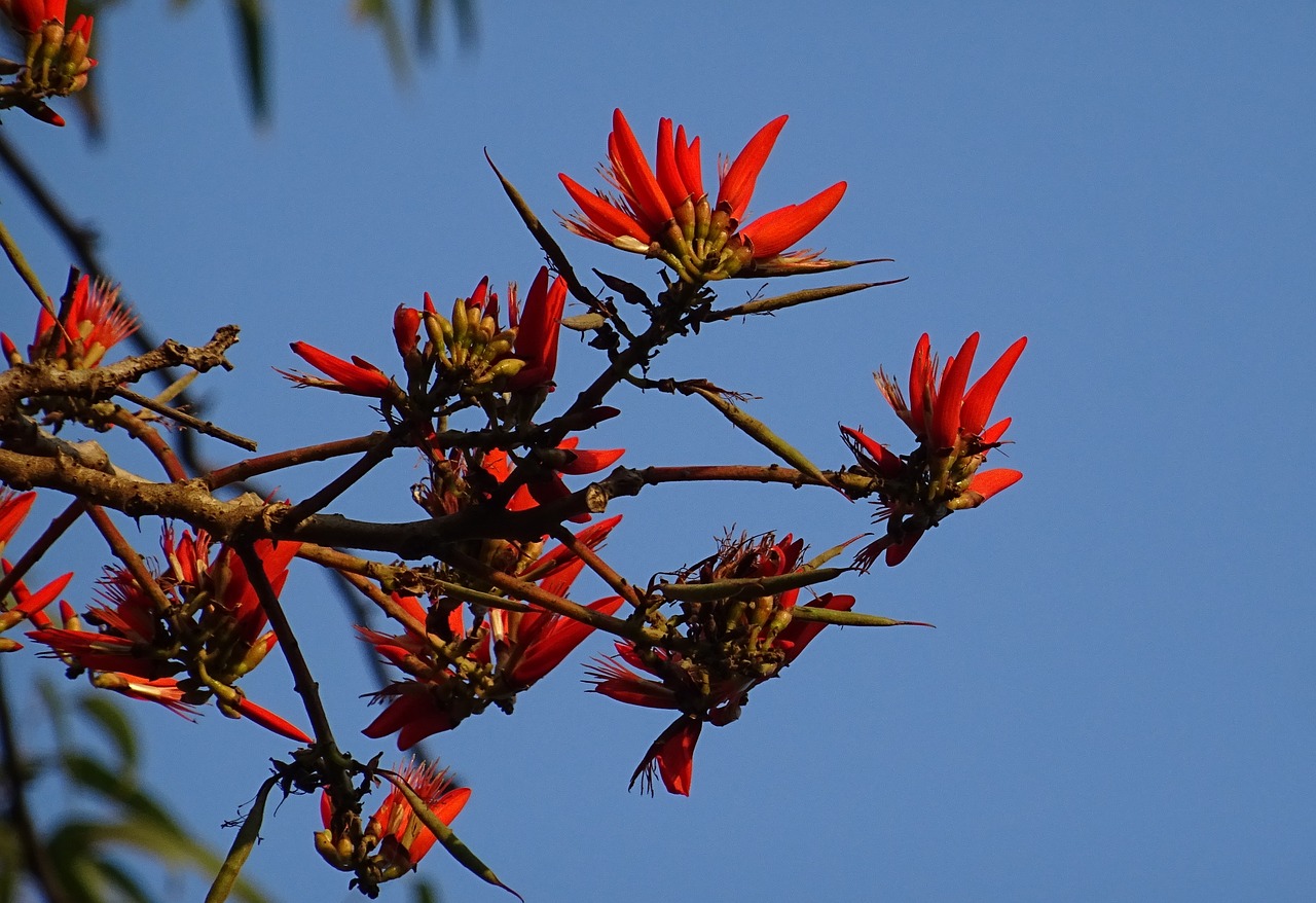 Gėlė, Eritrina, Indijos Koralų Medžiai, Lentenas Medis, Tigro Spenis, Erythrina Variegata, Fabaceae, Erythrina Indica, Erythrina Mysorensis, Erythrina Orientalis