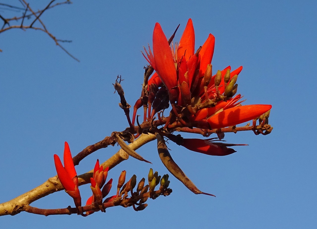 Gėlė, Eritrina, Indijos Koralų Medžiai, Lentenas Medis, Tigro Spenis, Erythrina Variegata, Fabaceae, Erythrina Indica, Erythrina Mysorensis, Erythrina Orientalis