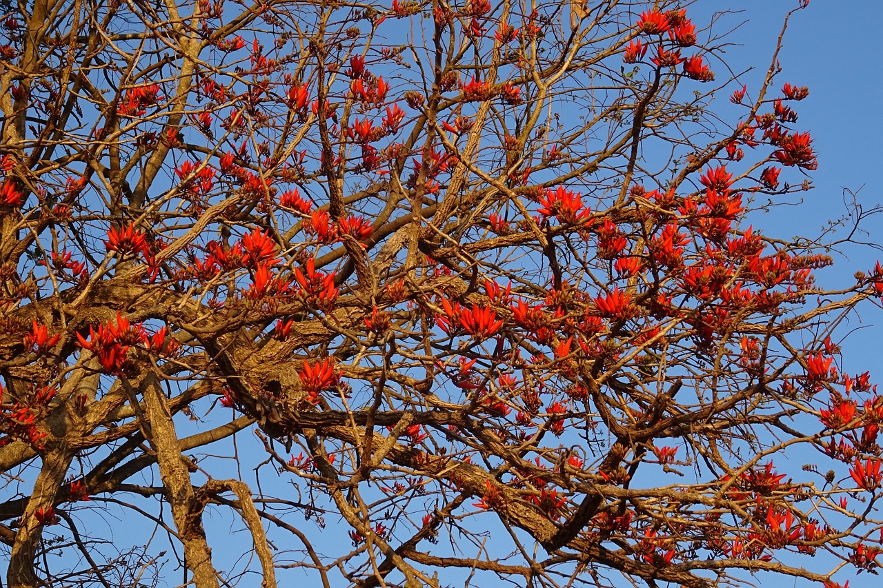 Gėlė, Eritrina, Indijos Koralų Medžiai, Lentenas Medis, Tigro Spenis, Erythrina Variegata, Fabaceae, Erythrina Indica, Erythrina Mysorensis, Erythrina Orientalis