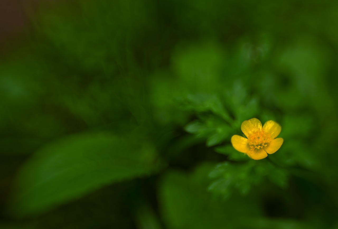 Žiedas, Žydėti, Gamta, Lensbaby, Nemokamos Nuotraukos,  Nemokama Licenzija