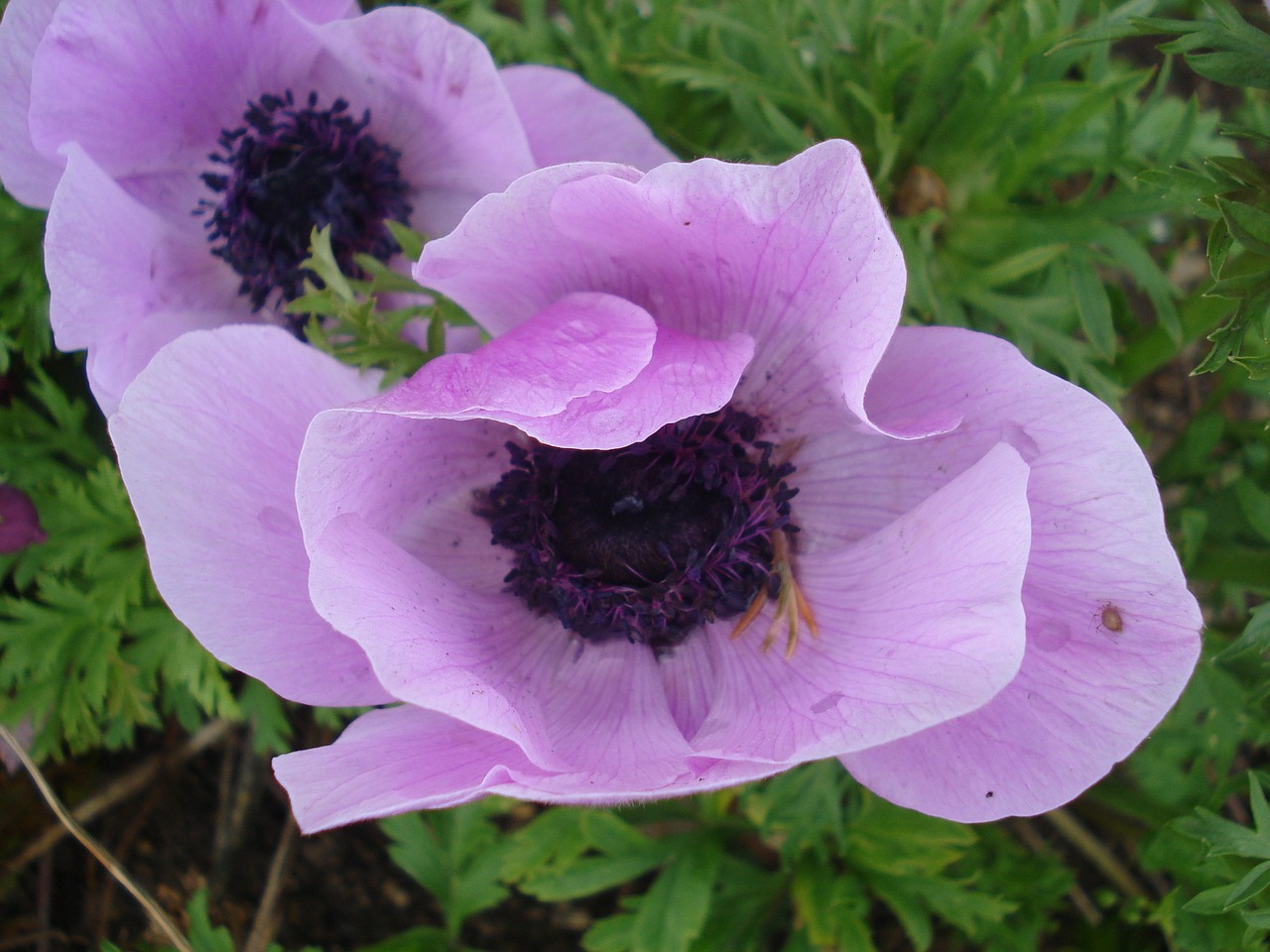 Gėlė, Žiedlapiai, Violetinė, Aguona, Sodas, Gamta, Augalas, Violetinė, Žiedlapis, Nemokamos Nuotraukos