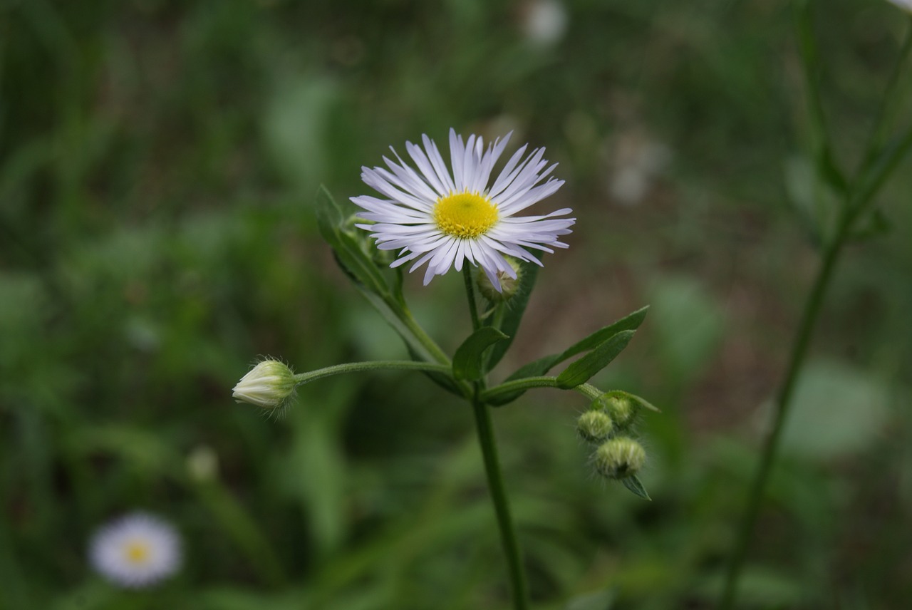 Gėlė, Gamta, Balta, Daisy, Pavasaris, Sodas, Šviežias, Botanika, Augalas, Sodininkystė