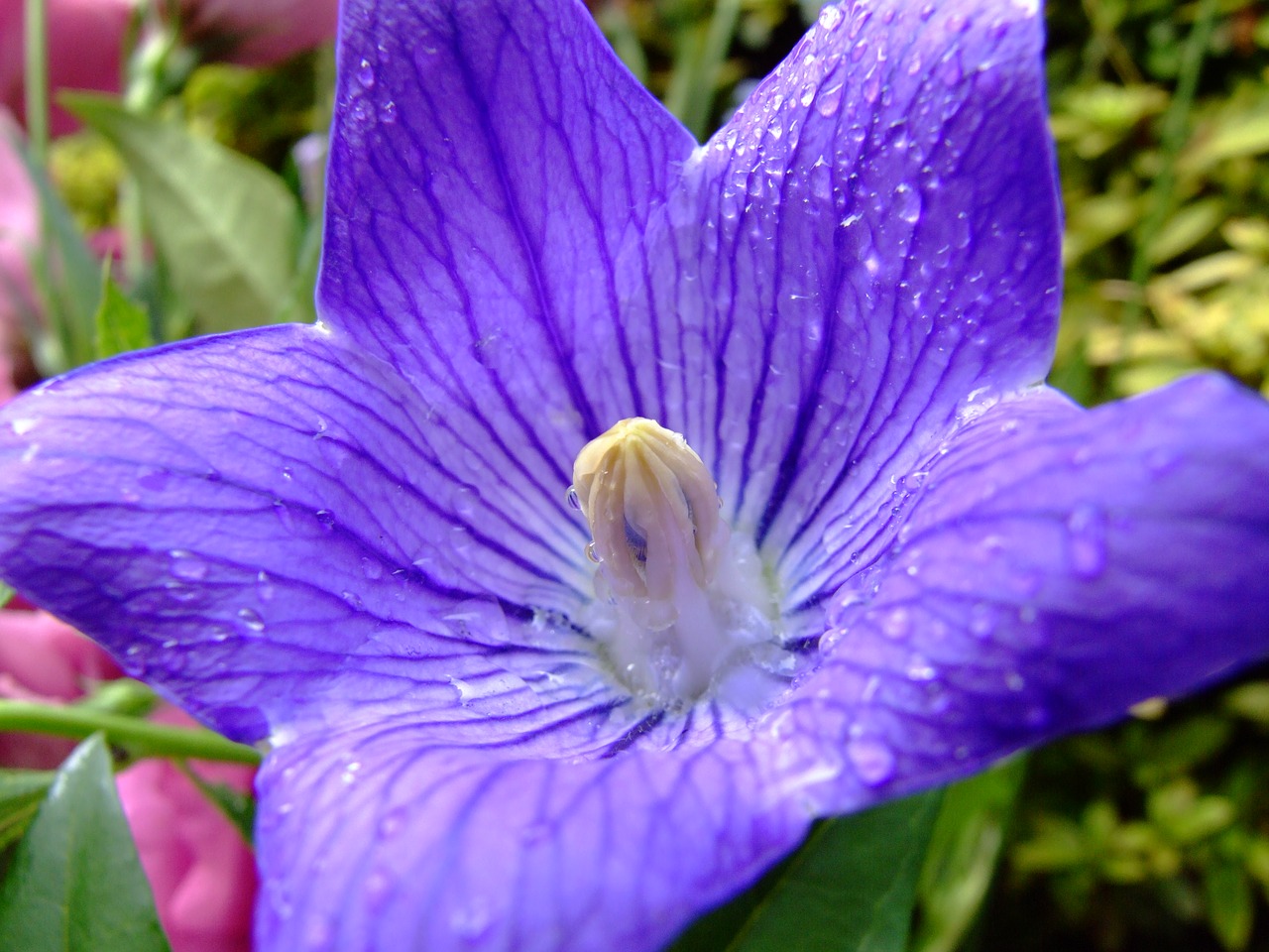 Gėlė, Platycodon Grandiflorus, Violetinė, Balionų Gėlė, Nemokamos Nuotraukos,  Nemokama Licenzija