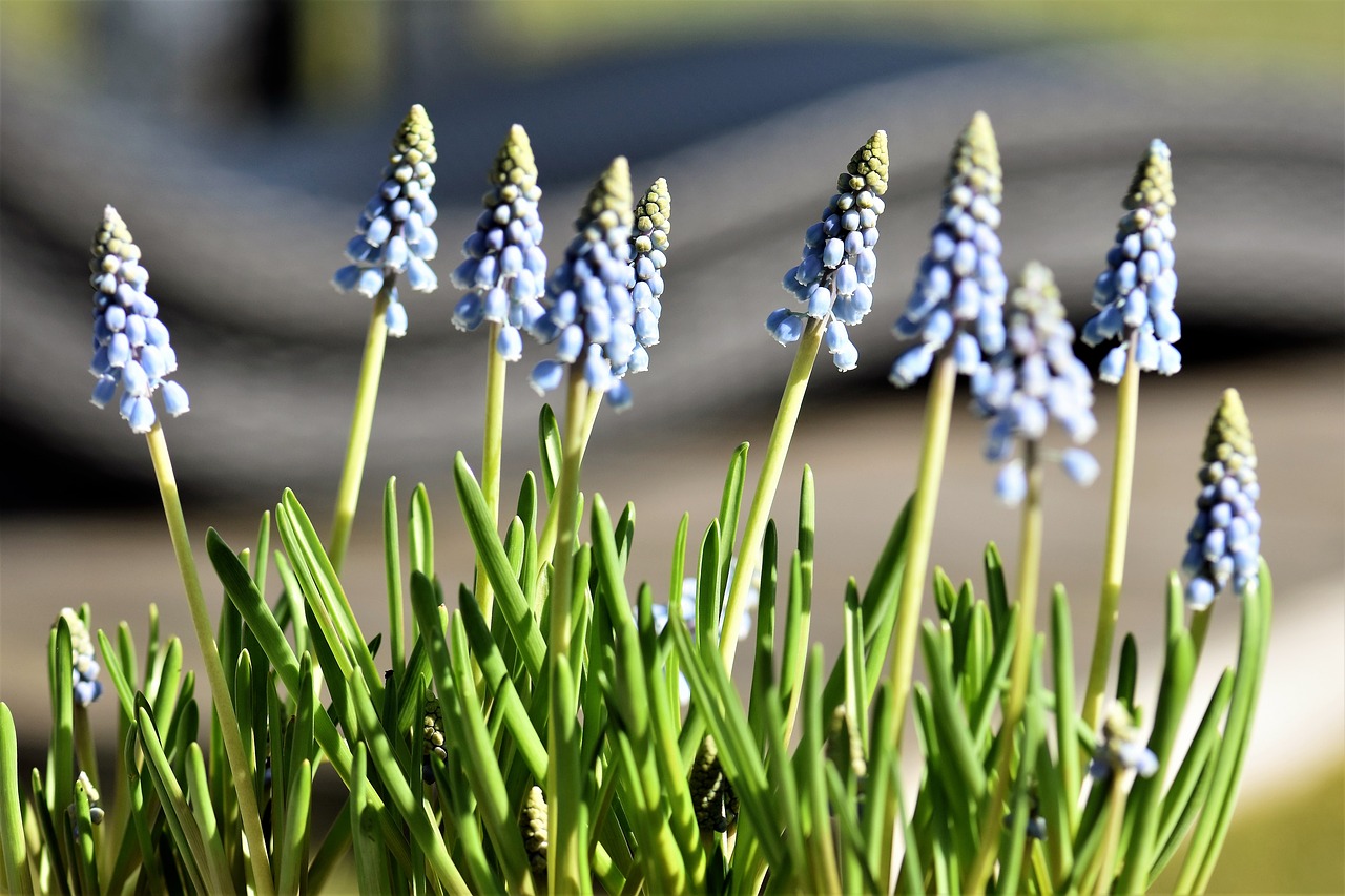 Gėlė, Pavasaris, Hiacintas, Mėlynas, Pavasario Gėlė, Muscari, Augalas, Pavasario Pranašys, Uždaryti, Gamta