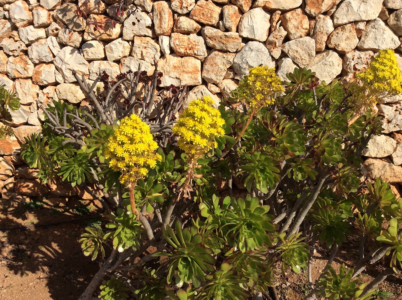 Gėlė, Generinis Aeonium Arboreum, Maljorka, Akmeninė Siena, Nemokamos Nuotraukos,  Nemokama Licenzija