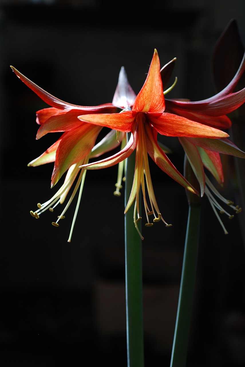 Gėlė, Augalas, Hippeastrum, Juodas Fonas, Raudonos Gėlės, Amaryllis, Nemokamos Nuotraukos,  Nemokama Licenzija