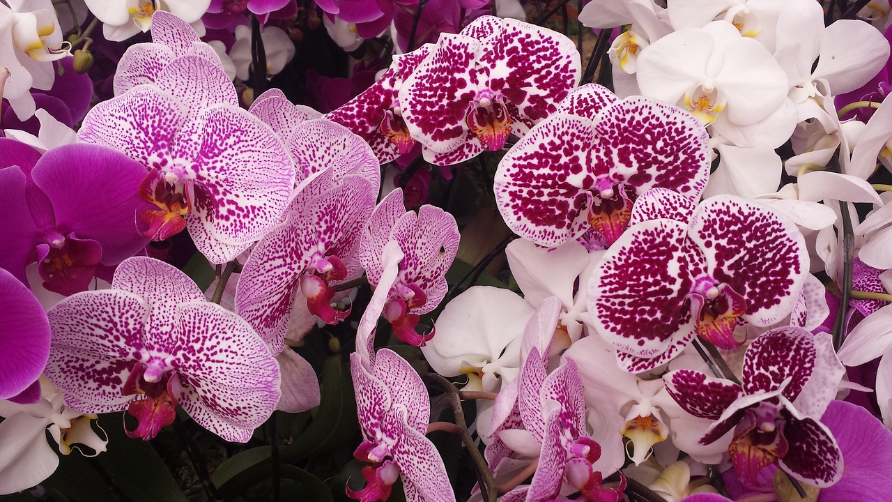 Gėlė, Pavasaris, Orchidėja, Vietnamas, Buulongas, Dongnai, Nemokamos Nuotraukos,  Nemokama Licenzija