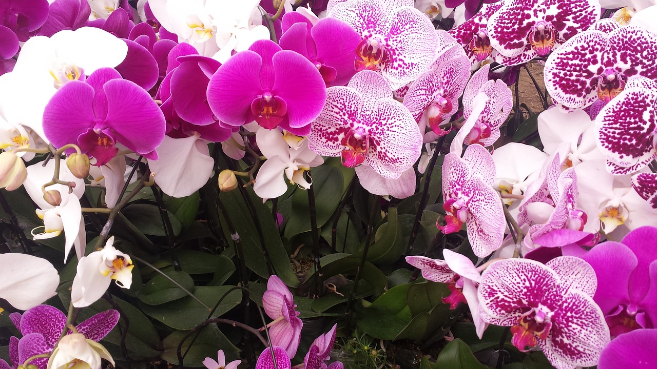 Gėlė, Pavasaris, Orchidėja, Vietnamas, Dongnai, Buulongas, Nemokamos Nuotraukos,  Nemokama Licenzija