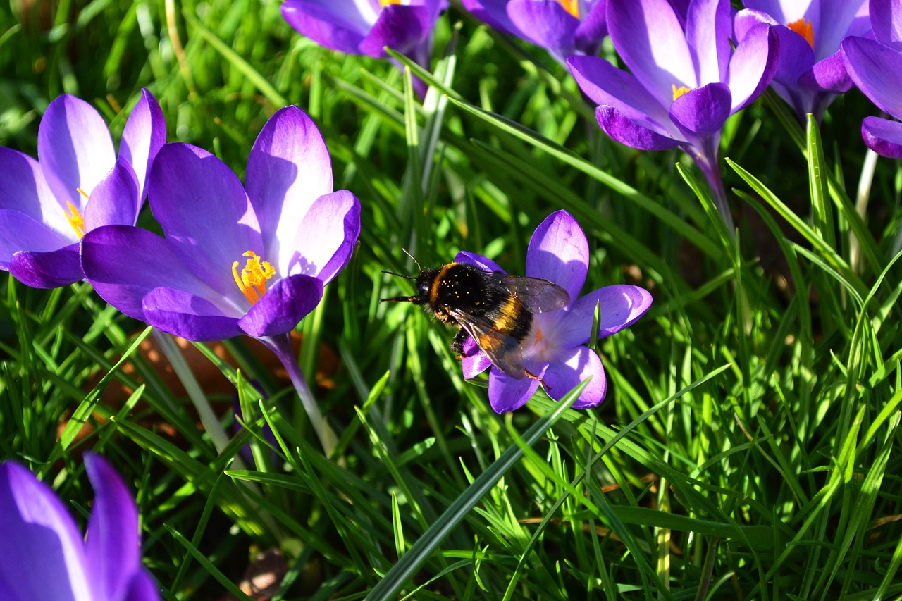 Gėlė, Gėlių Pieva, Crocus, Violetinė, Hummel, Gražus, Nemokamos Nuotraukos,  Nemokama Licenzija