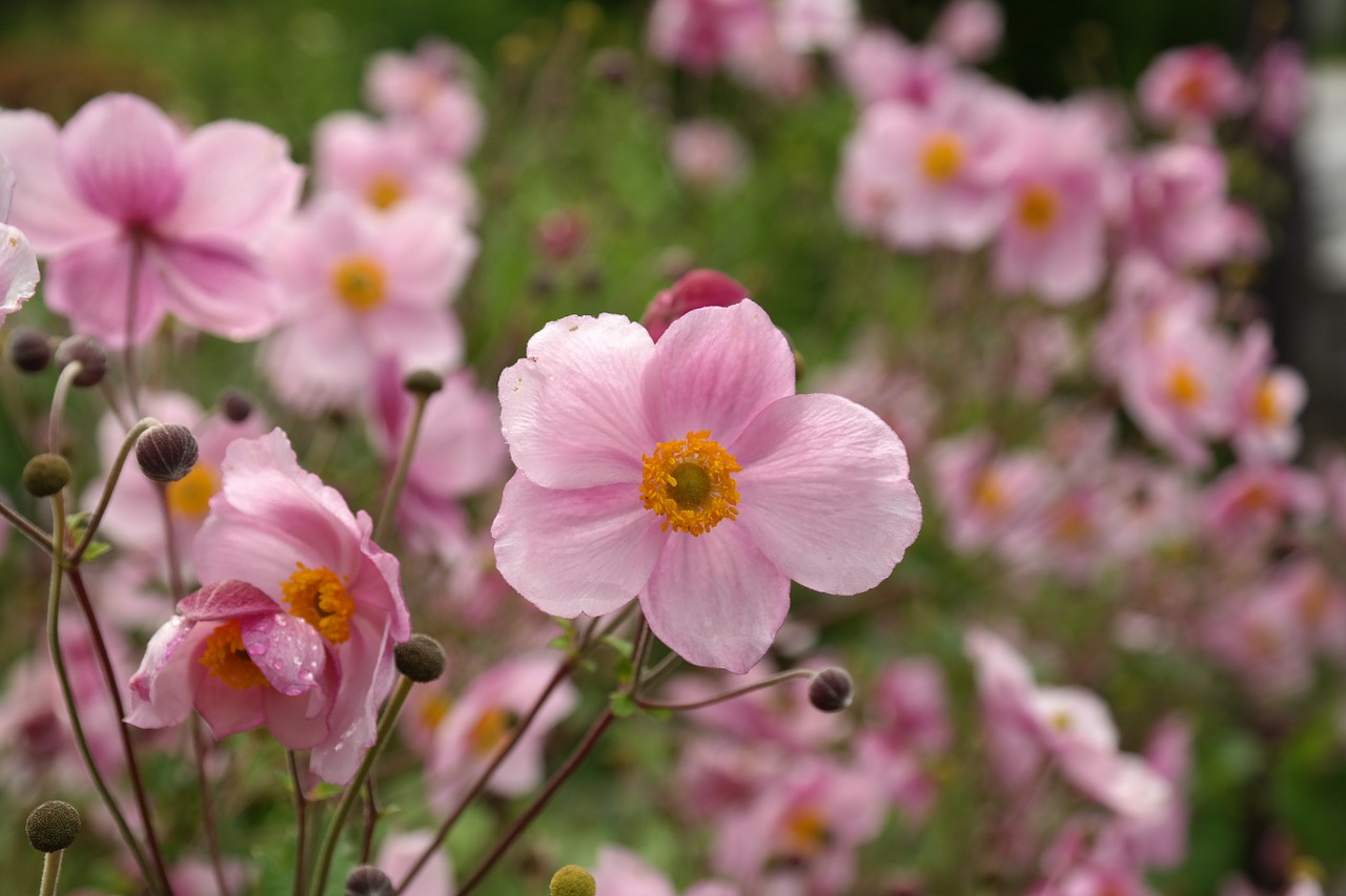 Žiedas, Žydėti, Rožinis, Gėlė, Kritimo Anemonis, Anemonis Hupehensis, Hahnenfußgewächs, Ranunculaceae, Dekoratyvinis Augalas, Parko Gamykla