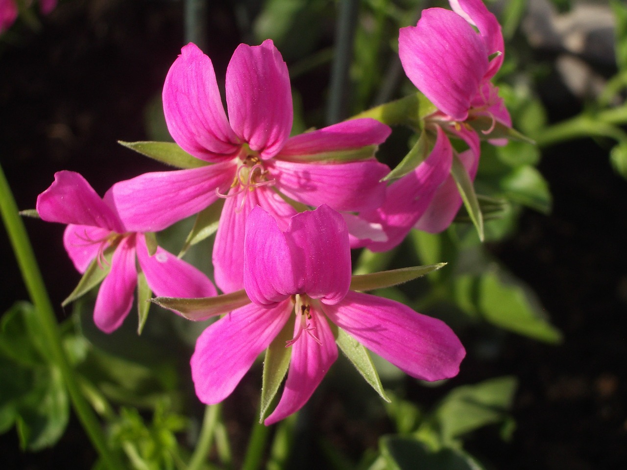 Gėlė, Geranium, Rožinė Gėlė, Nemokamos Nuotraukos,  Nemokama Licenzija