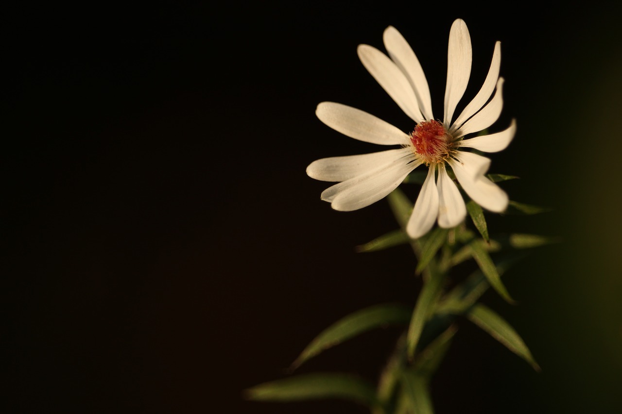 Gėlė, Daisy, Pavasaris, Balta, Žiedas, Vienas, Žydi, Žiedlapiai, Wildflower, Nemokamos Nuotraukos