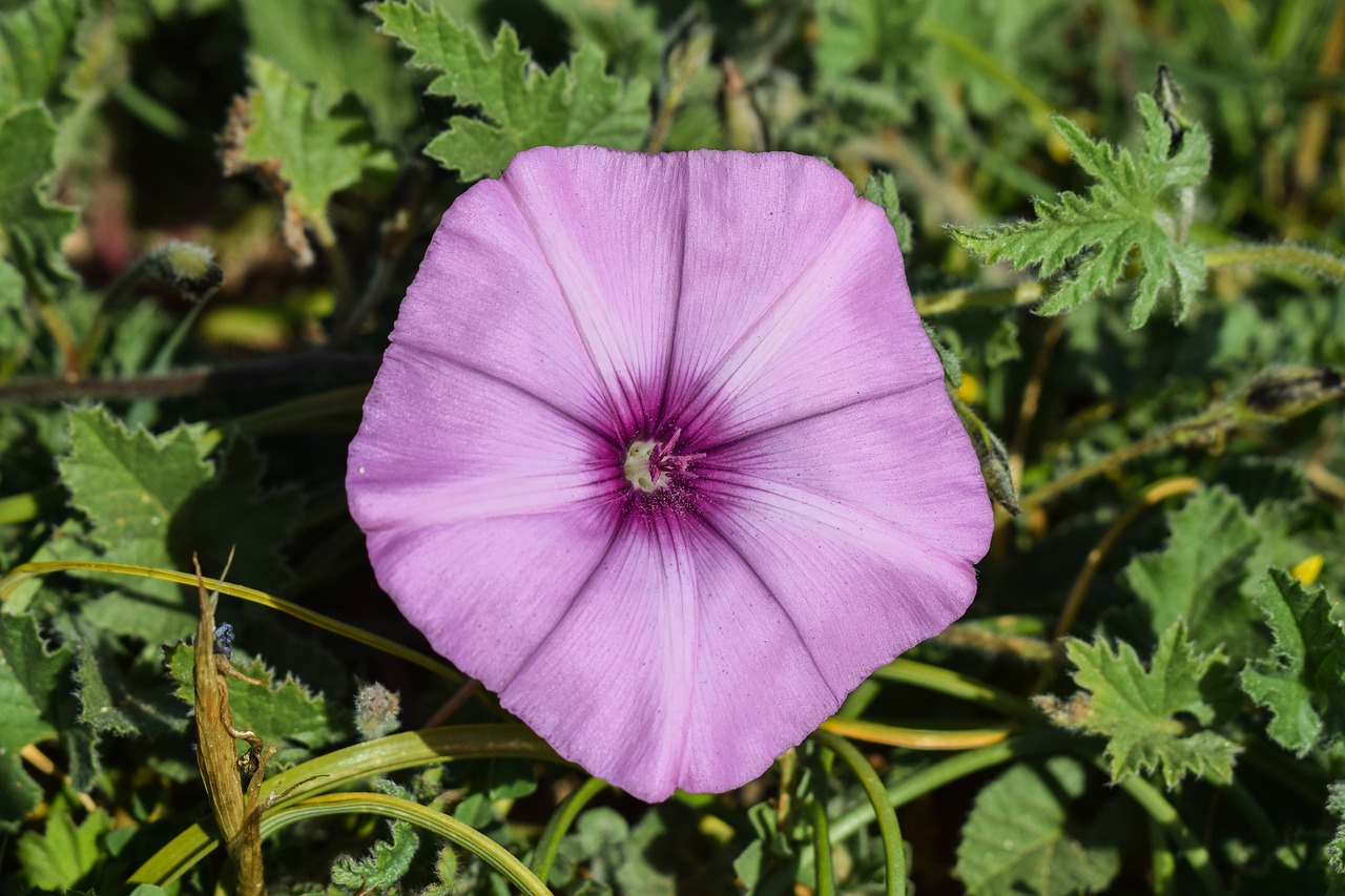 Gėlė, Violetinė, Gamta, Žydėti, Flora, Pavasaris, Kipras, Nemokamos Nuotraukos,  Nemokama Licenzija