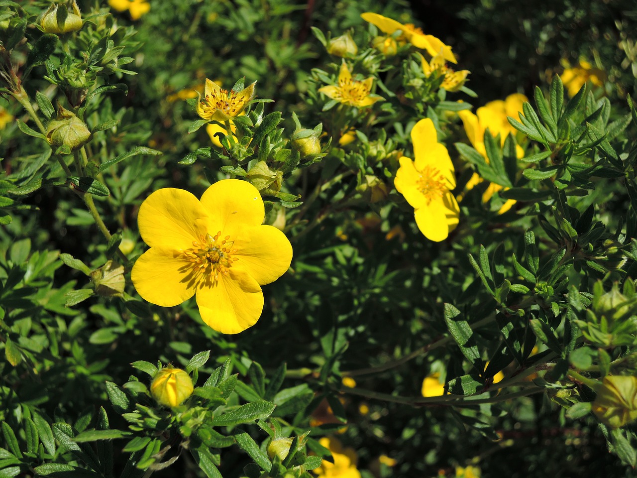 Gėlė, Kurilo Arbata, Vasara, Geltona, Žalias, Augalas, Geltonos Gėlės, Flora, Graži Gėlė, Gamta