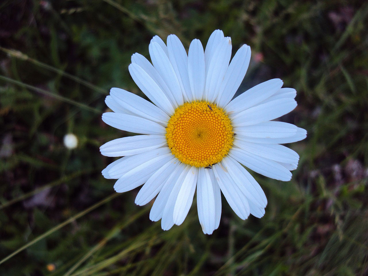 Gėlė,  Galinis Kiemas,  Flora,  Šalis,  Gėlė, Nemokamos Nuotraukos,  Nemokama Licenzija