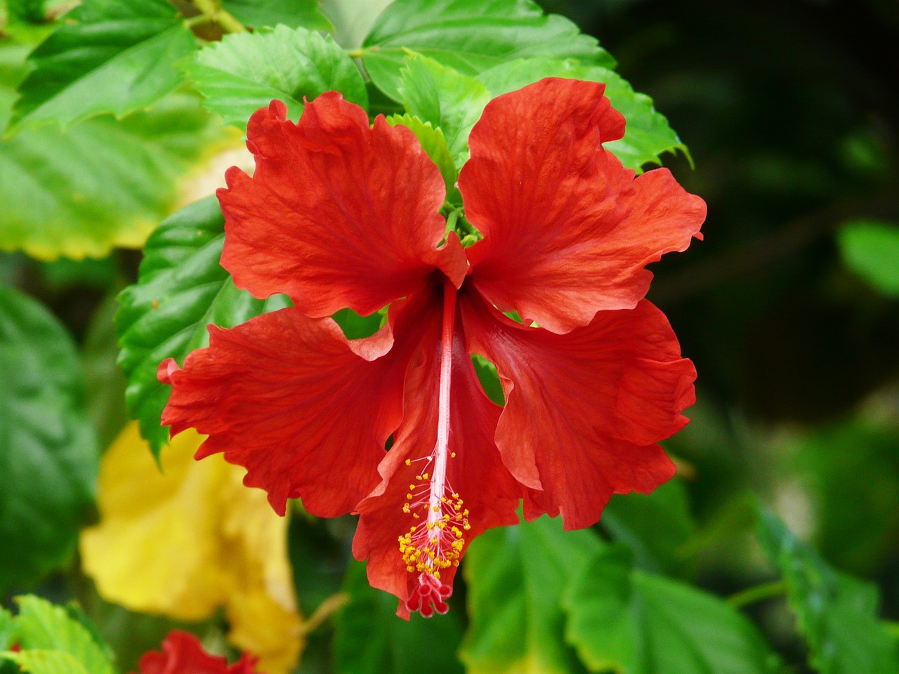 Gėlė, Hibiscus, Bali, Indonezija, Gėlių, Augalas, Natūralus, Žiedas, Žydėti, Žiedlapis