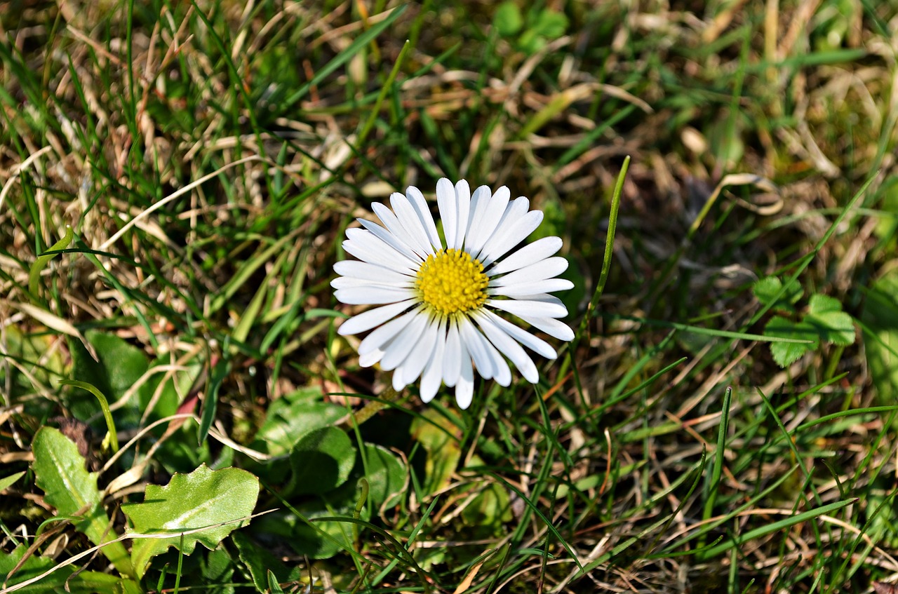 Gėlė, Daisy, Žalias, Gamta, Žolė, Sodas, Kaczeniec, Daugiametis, Sodo Augalas, Augmenija