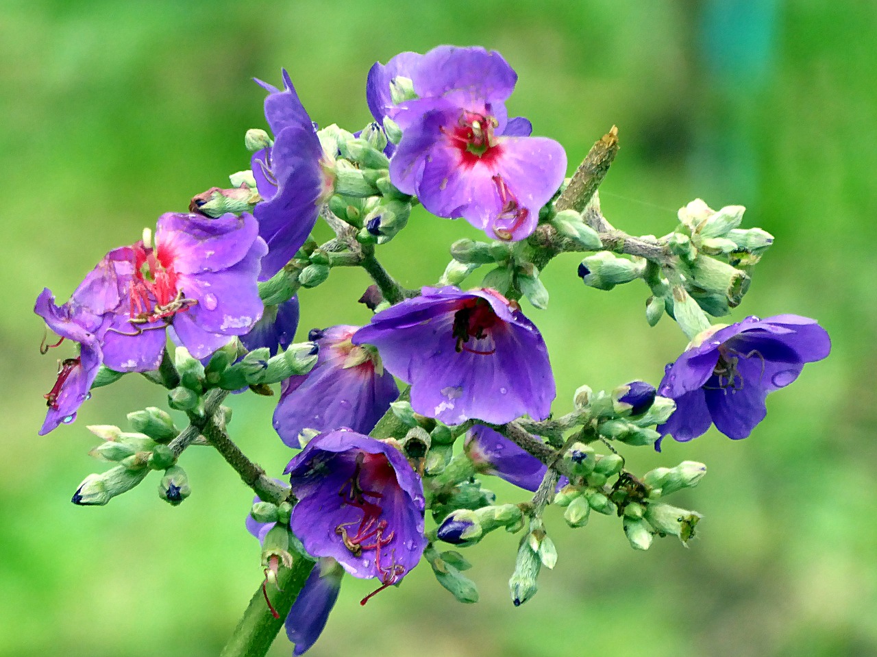 Gėlė, Violetinė, Tibouchina, Augalas, Kosta Rika, Nemokamos Nuotraukos,  Nemokama Licenzija