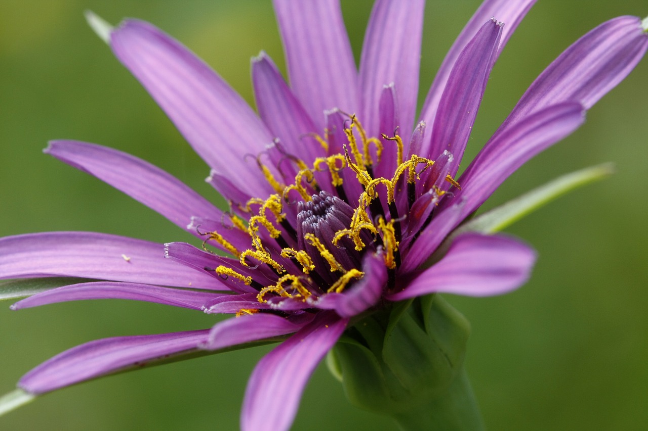 Gėlė, Violetinė, Makro, Nemokamos Nuotraukos,  Nemokama Licenzija