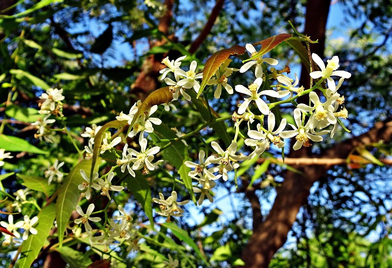 Gėlė, Neem, Azadirachta Indica, Nimtree, Indijos Alyvinė, Meliaceae, Medicinos, Flora, Medicina, Ajurveda