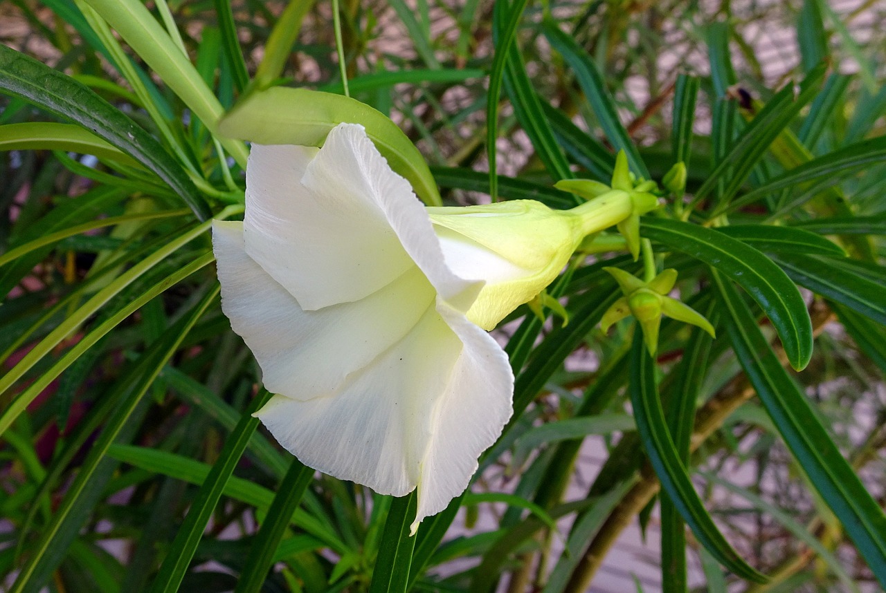 Gėlė, Oleander, Flora, Sodas, Botanika, Žiedas, Gamta, Augalas, Botanikos, Toksiškas