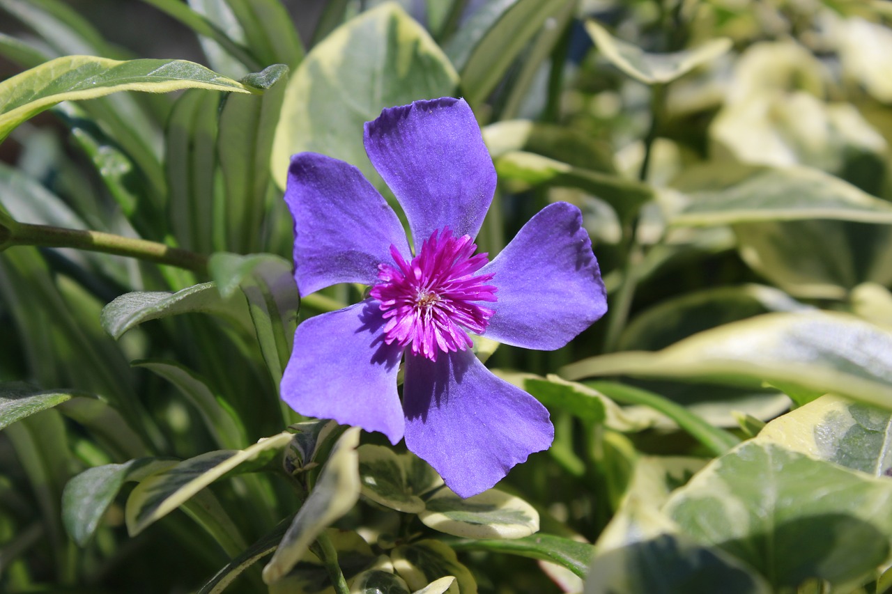 Gėlė, Violetinė, Gėlės, Gamta, Ecuador, Nemokamos Nuotraukos,  Nemokama Licenzija