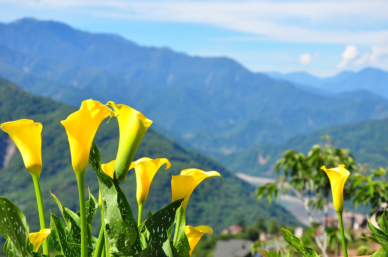 Gėlė, Kalnas, Dangus, Gamta, Kraštovaizdis, Žalias, Kelionė, Taivanas, Žygiai, Turizmas